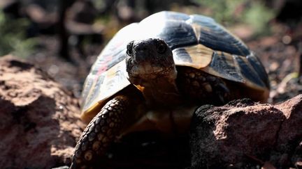 Les tortues d’Hermann blessées au cours des violents incendies dans le Var, ont retrouvé leur liberté ainsi que leur espace naturel. L'événement a suscité l’émotion des habitants.&nbsp;
 (CAPTURE ECRAN FRANCE 2)