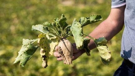 Des betteraves contaminées par la jaunisse après l'invasion de pucerons verts dans les plantations, à Saint-Just-en-Brie (Seine-et-Marne), le 11 septembre 2020.&nbsp; (EMERIC FOHLEN / NURPHOTO / AFP)