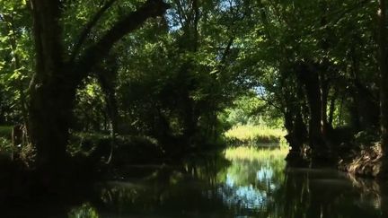 Depuis samedi 30 mai, les embarcadères du marais poitevin, dans les Deux-Sèvres, accueillent à nouveau des promeneurs. (France 3)