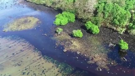 Marée noire à l’Île Maurice : les habitants se mobilisent