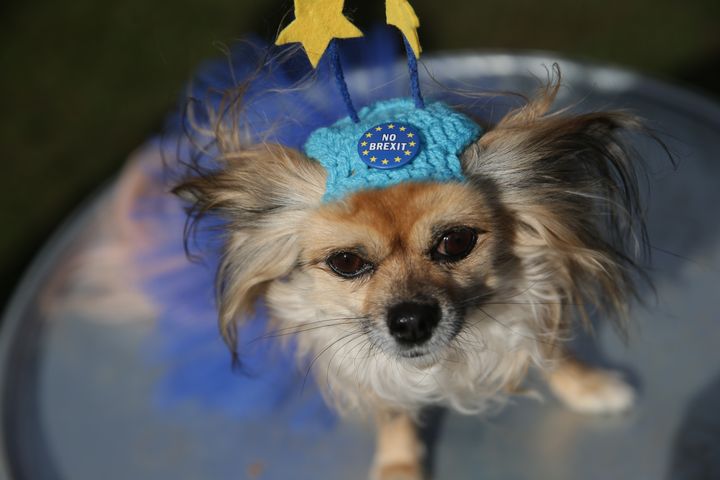 Un chien participe à une manifestation anti-Brexit à Londres, le 10 mars 2019. (DANIEL LEAL-OLIVAS / AFP)