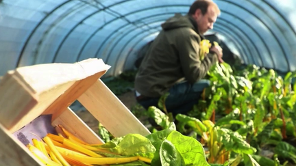 Gastronomie :  la blette revient sur le devant de la scène (France 2)