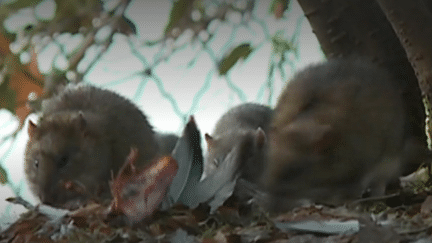 VRAI OU FAKE. Les rats de Paris présentent-ils une menace pour la santé publique ?