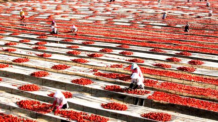 Feuilleton : rouge tomate (4/5)