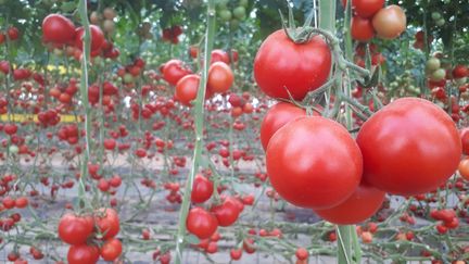 Faut-il jeter l'opprobre sur les tomates cultivées sous serres ? Pas forcément, explique le chef étoilé Thierry Marx. (STEPHANIE BERLU / FRANCEINFO)