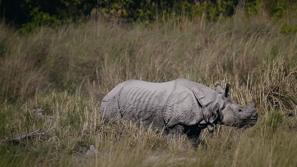 Népal : le retour en force du rhinocéros (France 2)