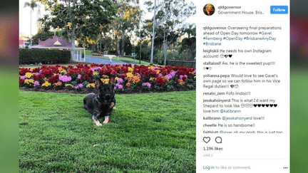 Capture d'écran de la photo du chien Gavel, postée le 2 juin 2017 sur Instagram par le gouverneur du Queensland (Australie).&nbsp; (GOVERNOR OF QUEENSLAND / INSTAGRAM)