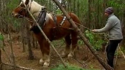 Débardage : le retour en force du cheval de trait