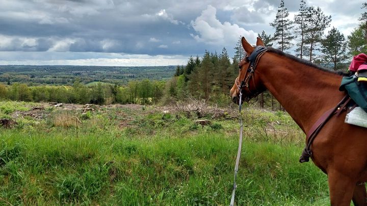 20 jours d'itinérance pour faire le tour de la Bretagne à cheval. (MAUD SCHEID)