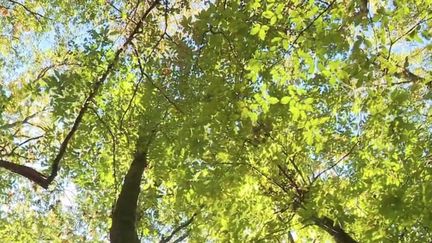 We demain : acheter la forêt pour mieux la protéger