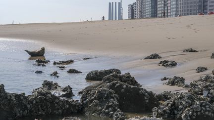 Les phoques sont de plus en plus nombreux à Ostende depuis la crise du Covid. (OLIVIER HOSLET / EPA)