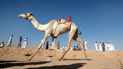 Sur le dos, les bêtes de course portent un jockey mécanique, plus léger et rapide qu'un humain, et muni d’une cravache actionnée à distance par les compétiteurs. Le premier parcours de 2 km est bouclé en une dizaine de minutes.&nbsp; &nbsp; &nbsp; (KHALED DESOUKI / AFP)