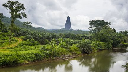 La grande île, São Tomé, accueille sur sa petite surface une variété considérable d'écosystèmes. Les savanes du nord jouxtant la capitale et son aéroport laissent rapidement place aux "forêts de brume" lorsque l'on s'aventure au sud dans les montagnes. Si le plus haut sommet, le Pico de São Tomé, culmine à 2024 mètres, les pitons rocheux lancés vers le ciel tels le Pico de Gran Cão (Pic du Grand chien, photo) n'en demeurent pas moins impressionnants. Les deux îles abritent une cinquantaine d'espèces d'oiseaux endémiques aux noms improbables, tels que l'euplecte monseigneur et le tisserin de São Tomé. Aujourd'hui, près d'un tiers du pays est classé parc naturel. (MICHAEL RUNKEL / ROBERT HARDING PREMIUM / ROBERTHARDING)