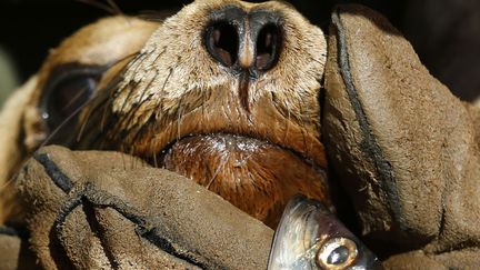 Un lion de mer mourant est nourri &agrave; la main par un soigneur au Sea World de San Diego (Californie, Etats-Unis), le 17 mars 2015. (MIKE BLAKE / REUTERS)