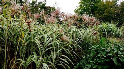 Miscanthus 'Cosmopolitan' utilisé en séparation.&nbsp; (ISABELLE MORAND / RADIO FRANCE / FRANCE INFO)