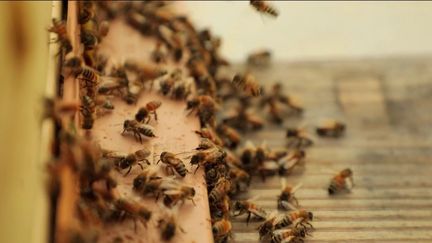 Environnement : un vaccin venu des États-Unis pour sauver les abeilles