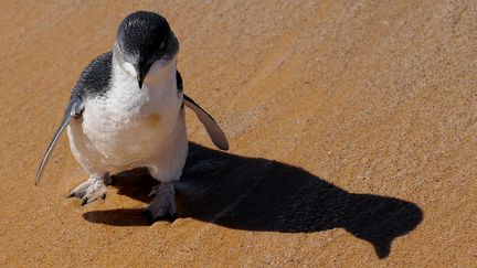 L’amour à la plage pour les manchots.