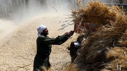 Les moissons ont commencé début mai sur la terre des pharaons. En 2016, elles ont atteint 9 millions de tonnes, une quantité insuffisante pour les besoins du pays, gros consommateur de céréales avec 20 millions de tonnes par an. Ce qui fait de l'Egypte le premier importateur de blé au monde. (Mohamed Abd El Ghany / REUTERS)