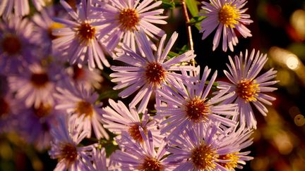 Les Aster, une plante vivace à planter en ce moment. (ISABELLE MORAND / RADIO FRANCE)