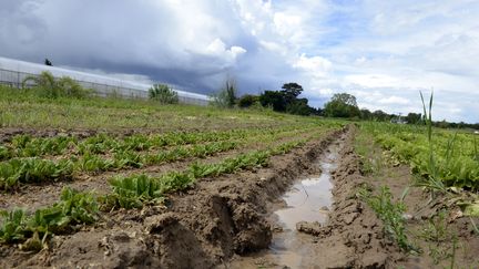 Des champs inond&eacute;s &agrave; Limas (Rh&ocirc;ne), le 29 mai 2013. (PHILIPPE DESMAZES / AFP)