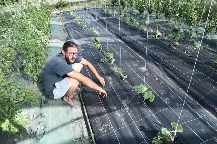 Le maraîcher Thibaut Peschard, le 13 juin 2022 à Saint-Saturnin-des-Bois (Charente-Maritime) (THOMAS BAIETTO / FRANCEINFO)