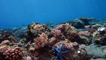 Des coraux au large de l'Indonesie. (JIANG FAN / MAXPPP)