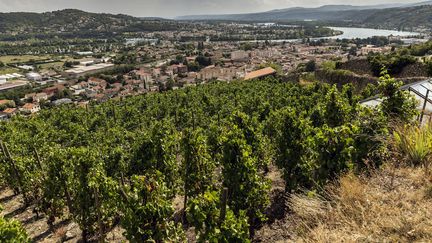 Vignes sur les coteaux de Condrieu, en Rhône-Alpes (photo d'illustration) (MAXPPP)