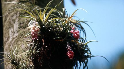 Fleurs de tillandsia (EDUCATION IMAGES / UNIVERSAL IMAGES GROUP EDITORIAL / GETTY IMAGES)