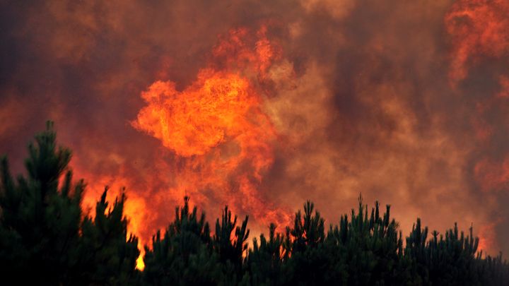 La for&ecirc;t br&ucirc;le &agrave; Lacanau, le 16 ao&ucirc;t 2012. (PIERRE ANDRIEU / AFP)