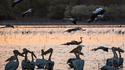 Des grues survolent des pélicans.&nbsp; &nbsp;


 (ABDULMONAM EASSA / AFP)