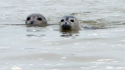 De phoques en baie de Somme. (KARINE DELMAS / LA VOIX DU NORD / MAXPPP)