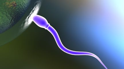 Conduite aupr&egrave;s de 26 600 hommes, l'&eacute;tude montre une r&eacute;duction de 32,2% de la concentration en spermatozo&iuml;des entre 1989 et 2005. (MARK EVANS / E+ / GETTY IMAGES)