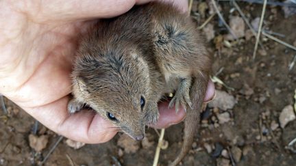 Un marsupial kaluta en Australie en 2014.&nbsp; (HANDOUT / THE UNIVERSITY OF WESTERN AUSTRA / AFP)