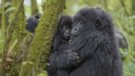 Des gorilles dans une fôret rwandaise. (FABRICE GUERIN / BIOSPHOTO)