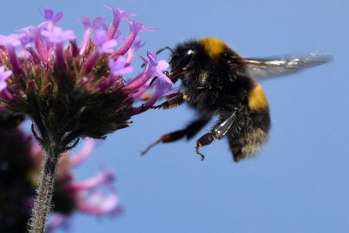 Oh Abeille, suspends ton vol contre les éléphants... (REUTERS/Toby Melville)