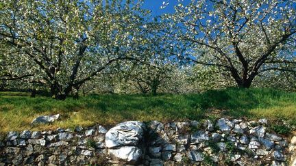  (Des producteurs de cerises ont abattu une cinquantaine d'arbres en fleurs (illustration) © MaxPPP)