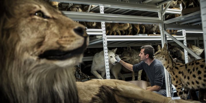 Un lion naturalisé à quitté les réserves du Musée Guimet pour la Confluence
 (Jeff Pachoud / AFP)