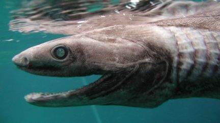 Un sp&eacute;cimen requin-l&eacute;zard dans les eaux japonaises. (REX / SIPA / OKA)