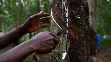 A Sikensi, au nord d'Abidjan, on forme au métier de saigneur d'hévéa. Un travail méticuleux qui permet de récupérer le latex de l'arbre. (ISSOUF SANOGO / AFP)