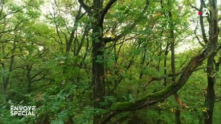 Envoyé spécial. Le monde secret des arbres