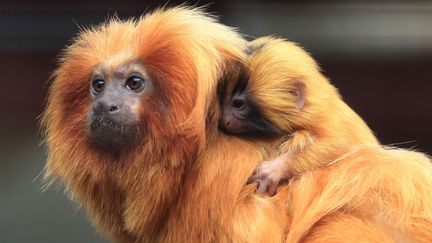 La Ménagerie du Jardin des Plantes. Le Tamarin-lion doré, Singe-lion doré ou Petit singe-lion est une espèce de primate de la famille des Callitrichidae. (MNHN / FG GRANDIN)