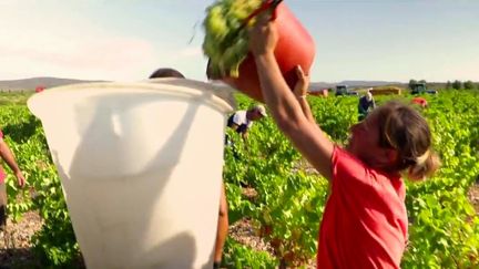 Canicule : des vendanges précoces