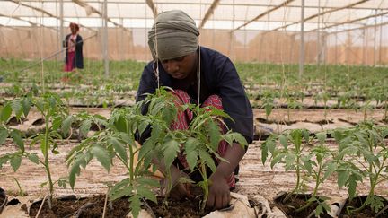 Passée de 320 mètres carrés à sa création à cinq hectares aujourd'hui, elle pourrait faire dix hectares, espère Amadou Sidibé. Les ordinateurs contrôlent méticuleusement la température et l'arrosage des plantes. Chaque plant reçoit une quantité précise d'eau et d'engrais, Les légumes et les fruits peuvent y pousser toute l'année. Les 40&nbsp;000 plants de tomates, par exemple, en produisent vingt kilos au mètre carré.&nbsp; &nbsp; (ANNIE RISEMBERG / REUTERS)