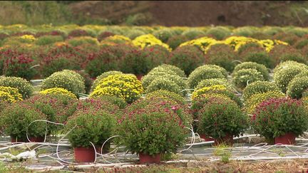 Horticulture : les chrysanthèmes reviennent sur le devant de la scène