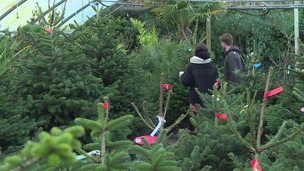 À Landunvez, dans le Finistère, un pépiniériste a eu une idée révolutionnaire. Il fait louer ses sapins au lieu de les vendre. Vous adoptez un sapin que vous voyez grandir