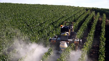 Traitement préventif des vignes contre le mildiou, le 9 juillet 2019 à Epernay (Marne). (ALEXANDRE MARCHI / MAXPPP)