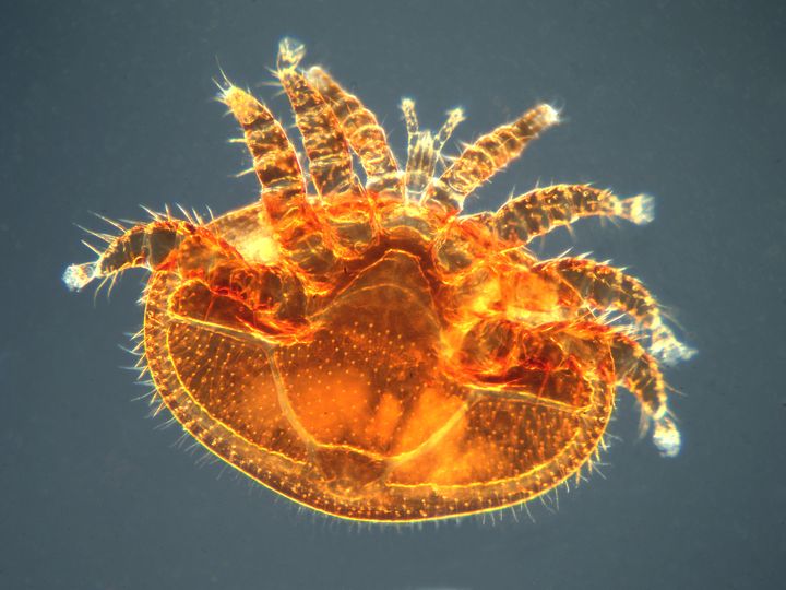 Cette charmante b&ecirc;te est un acarien varroa, qui d&eacute;cime des ruches enti&egrave;res. (JEAN LECOMTE / BIOSPHOTO)