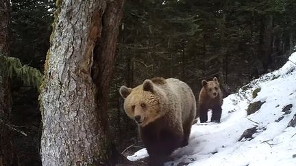 Une ourse suivie de son petit de 13 mois, filmée à Melles (Haute-Garonne), en avril 2017. (ONCFS EQUIPE OURS - RÉSEAU OURS BRUN)