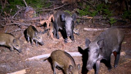 Une famille de sangliers observée dans la forêt de la Teste-de-Buch&nbsp; (France 3 Aquitaine)