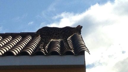 Le chat confondu avec un léopard, photographié le 3 mars 2018 par la gendarmerie à Juvignac (Hérault). (GENDARMERIE DE L'HERAULT)